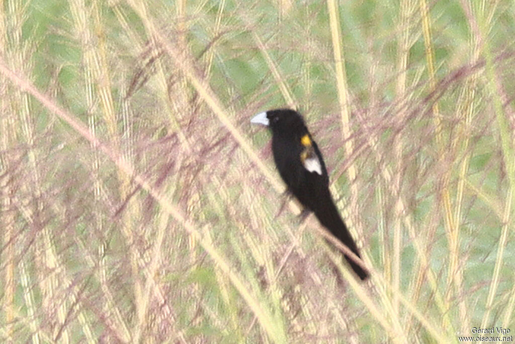 White-winged Widowbird