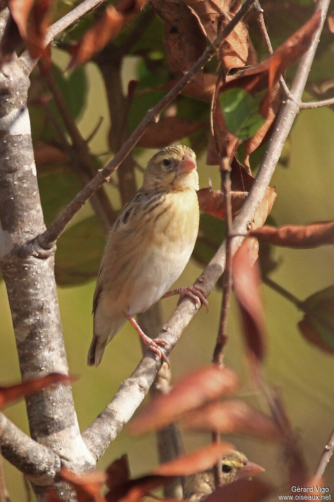 Northern Red Bishop