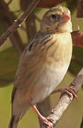 Northern Red Bishop