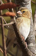 Northern Red Bishop