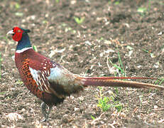 Common Pheasant