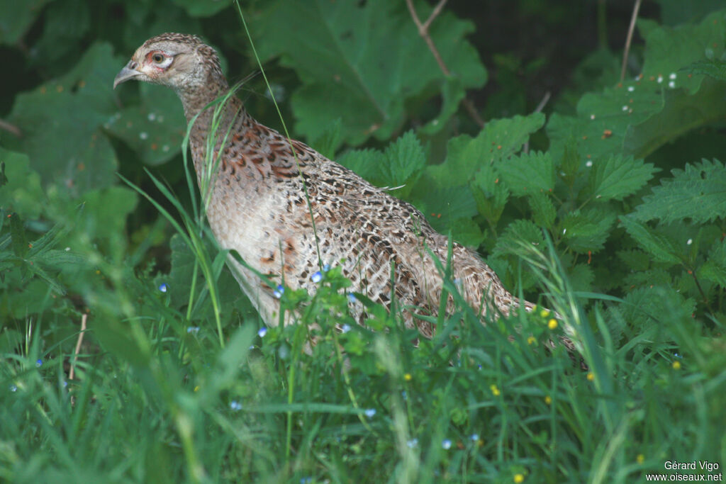 Common Pheasant female adult