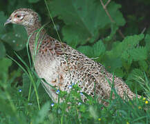 Common Pheasant