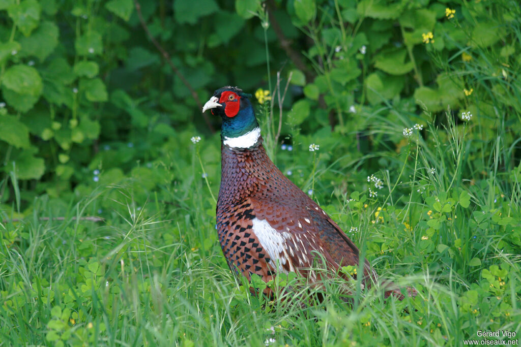 Common Pheasant male adult