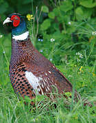 Common Pheasant