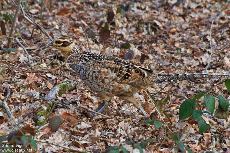 Reeves's Pheasant female adult, habitat, camouflage, pigmentation