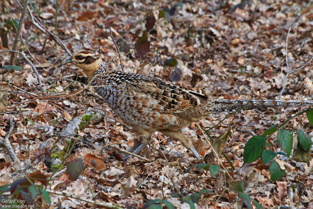 Faisan vénéré femelle adulte, habitat, camouflage, pigmentation