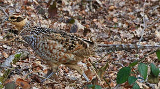 Reeves's Pheasant