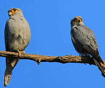 Grey Kestrel