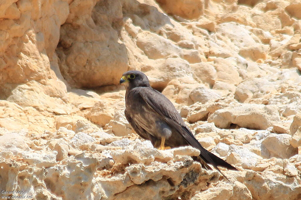 Sooty Falconimmature, identification