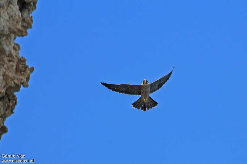 Sooty Falconjuvenile, Flight