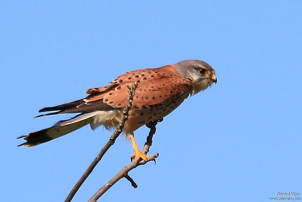 Common Kestrel male adult breeding