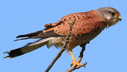 Faucon crécerelle