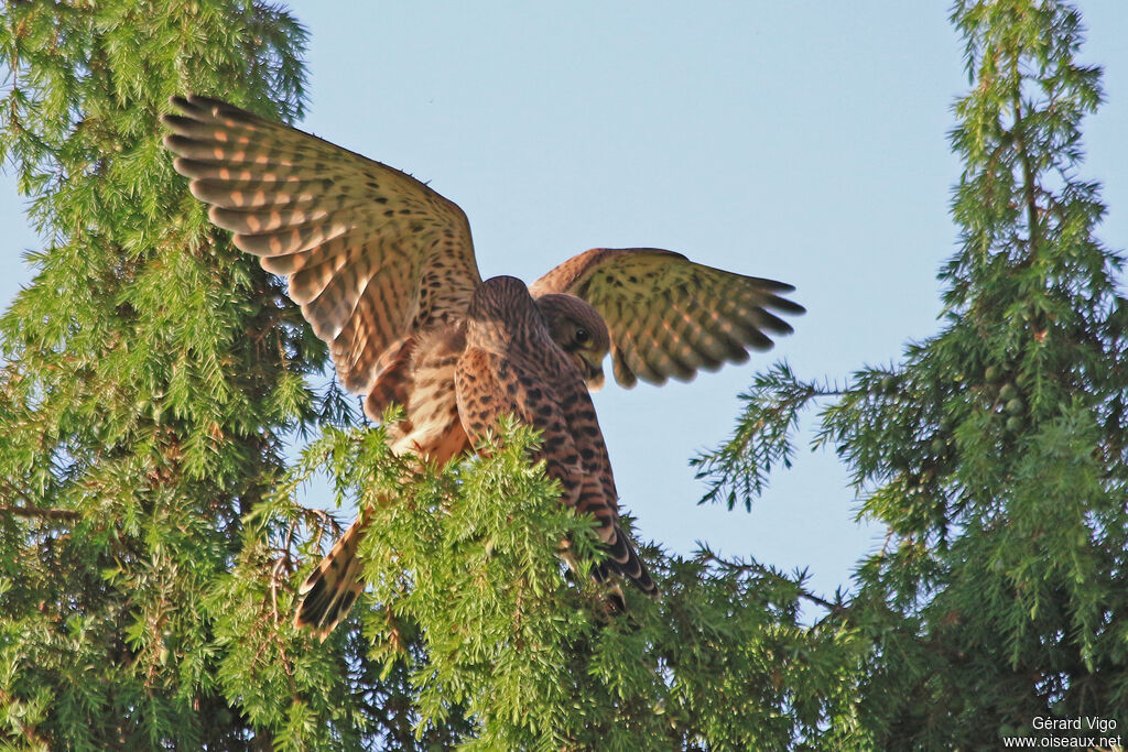 Common Kestrelimmature, eats