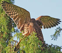 Common Kestrel