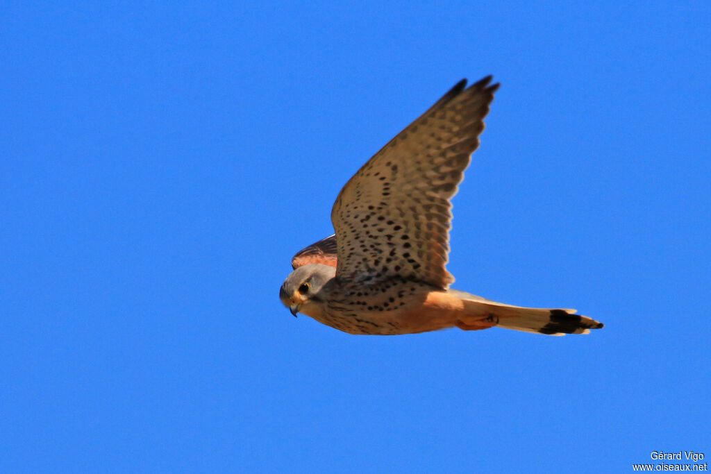 Common Kestrel male adult, Flight