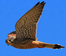 Common Kestrel