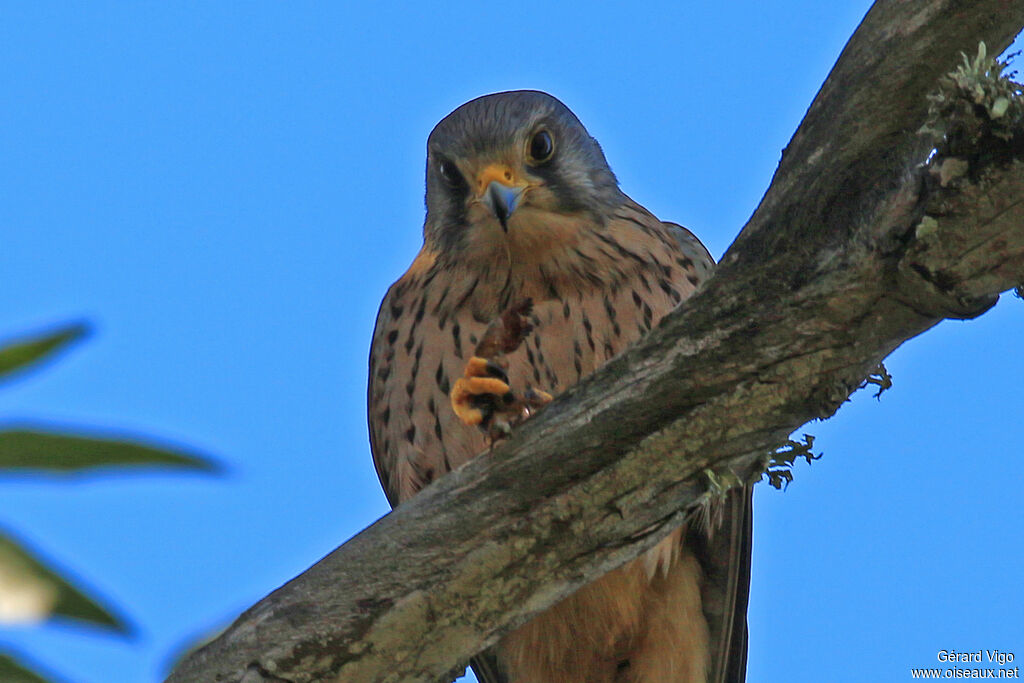 Common Kestreladult, eats