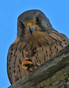 Common Kestrel