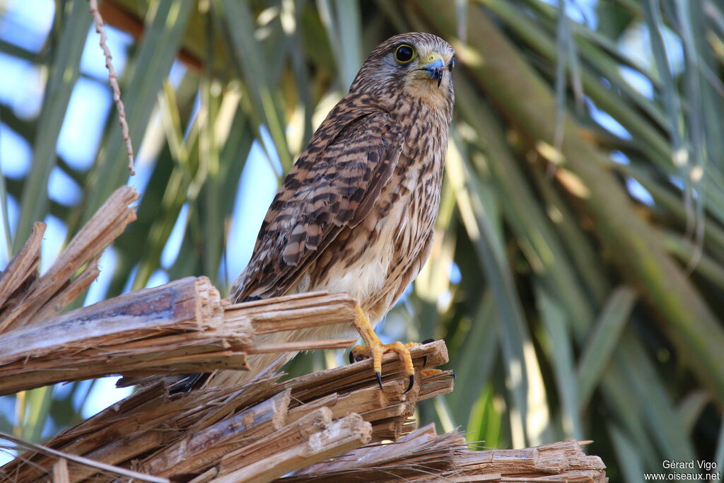 Common Kestrel female adult