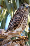 Common Kestrel