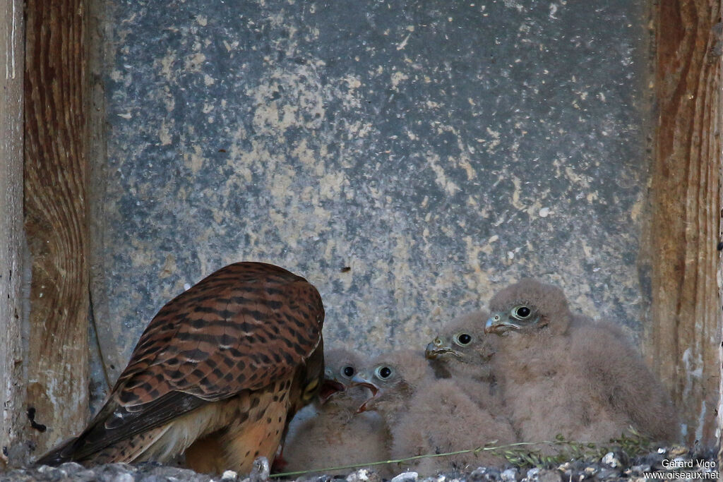 Common Kestrel