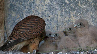 Common Kestrel