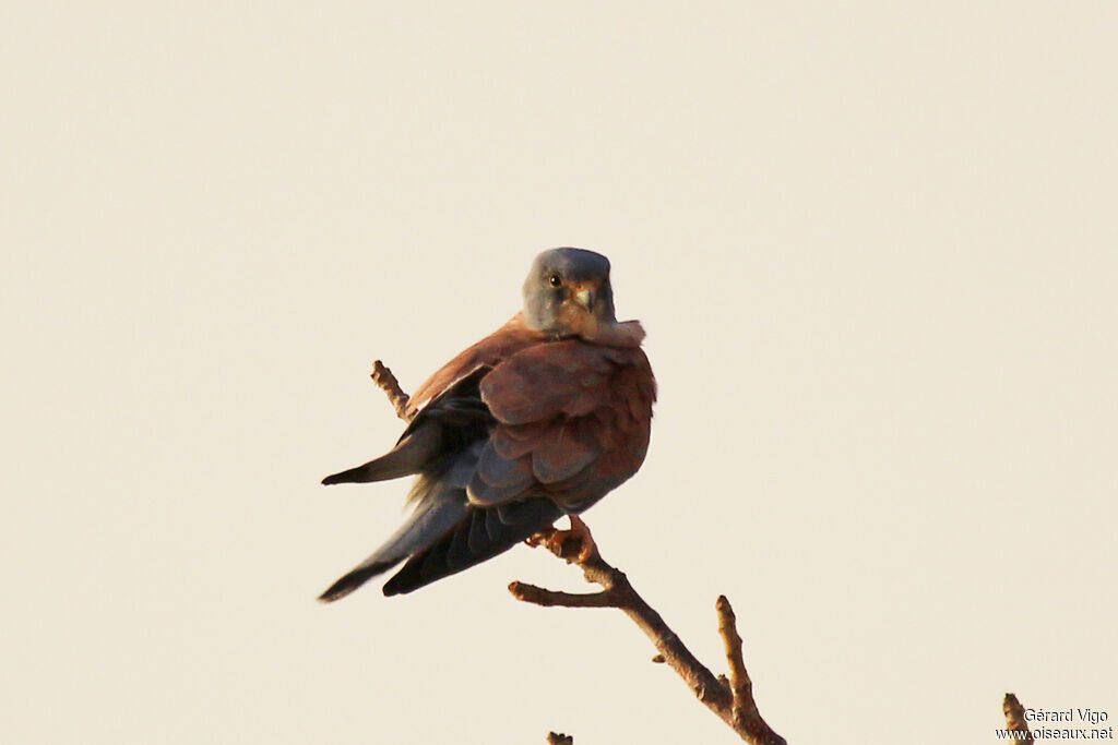 Lesser Kestrel male adult