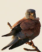 Lesser Kestrel