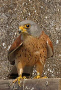 Lesser Kestrel