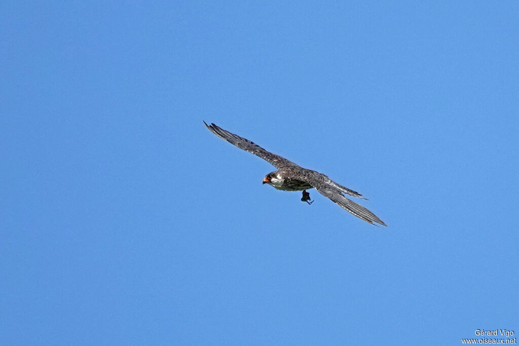 Amur Falcon