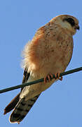 Red-footed Falcon