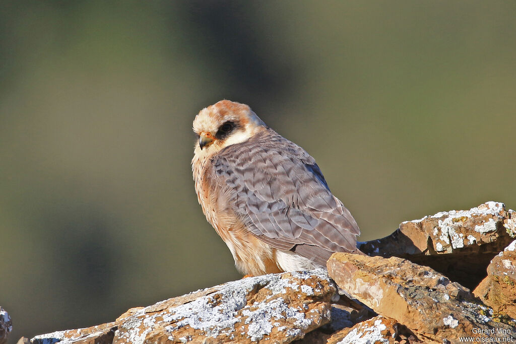 Red-footed Falcon female adult