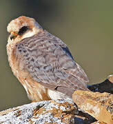 Red-footed Falcon