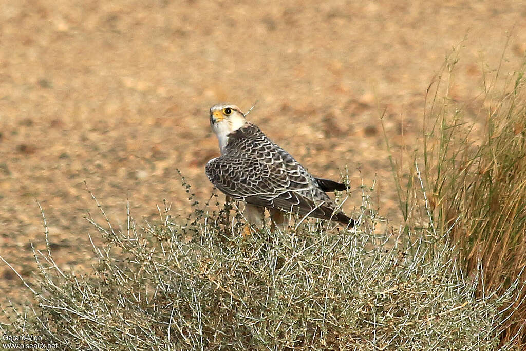 Lanner Falconadult, pigmentation