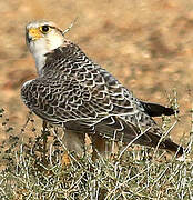 Lanner Falcon