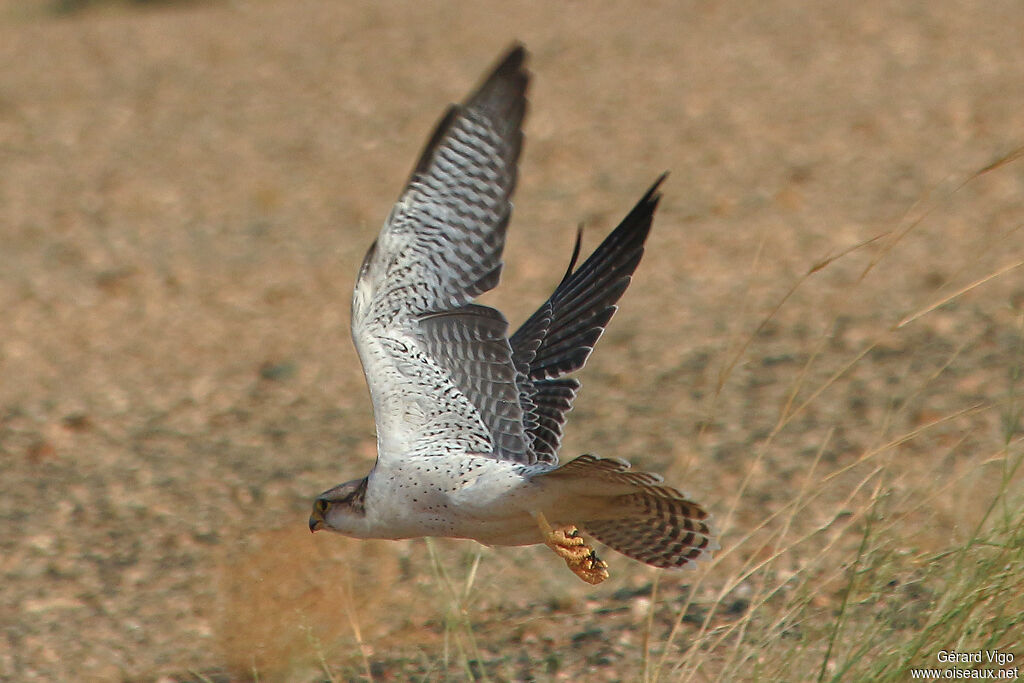 Lanner Falconadult