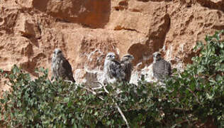 Lanner Falcon