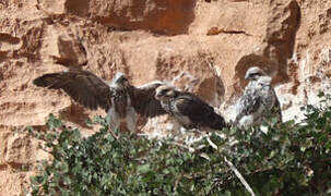 Lanner Falcon