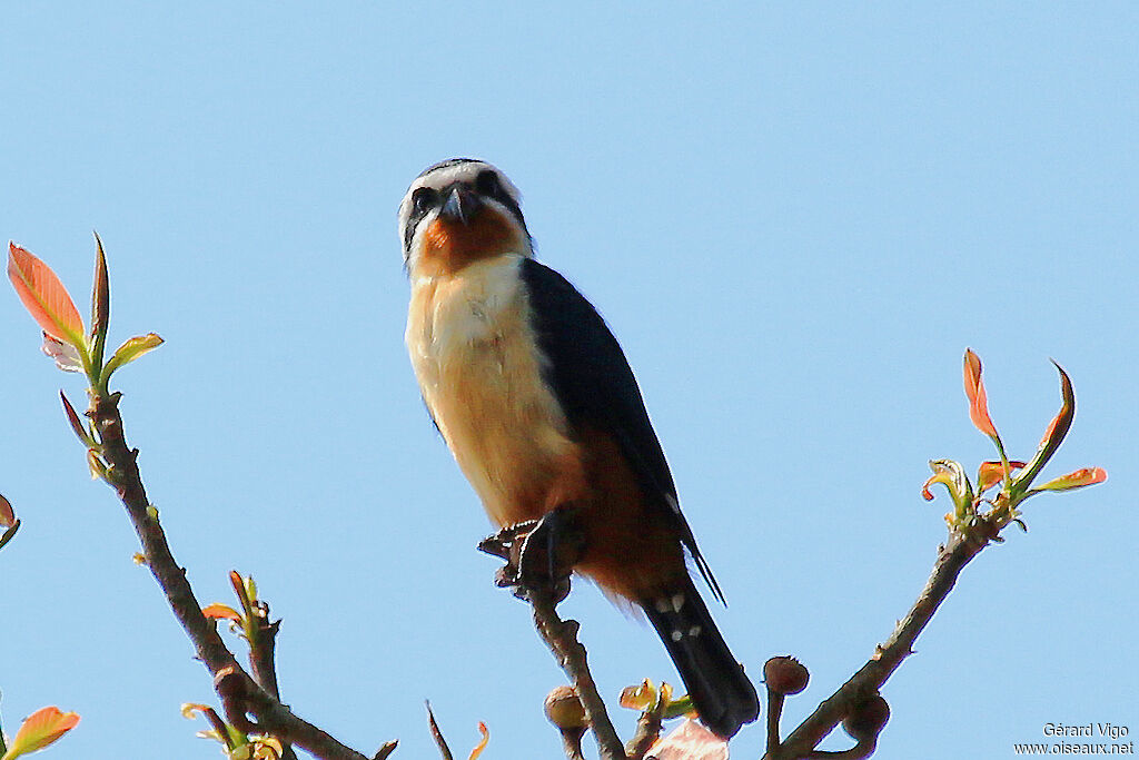 Collared Falconetadult