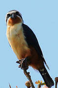 Collared Falconet