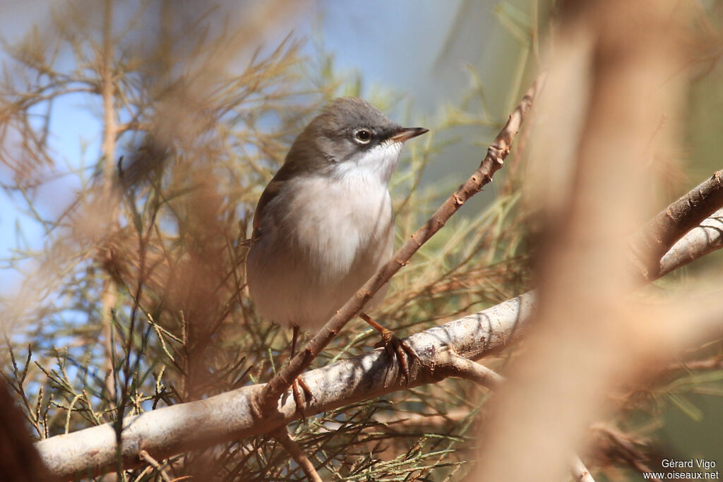 Spectacled Warbler male adult