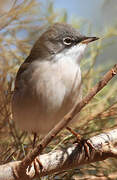 Spectacled Warbler