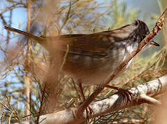 Spectacled Warbler