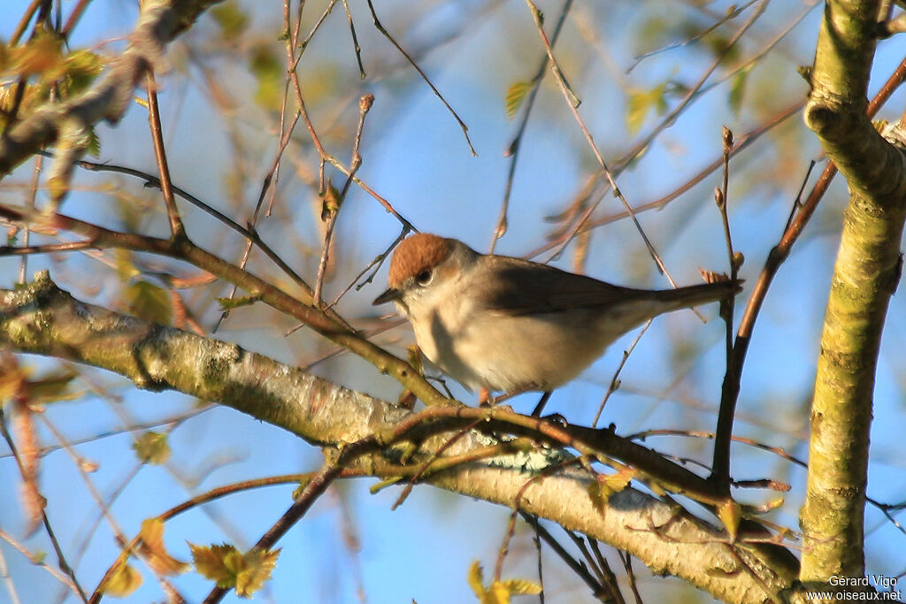 Eurasian Blackcap female adult