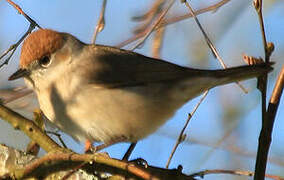 Eurasian Blackcap