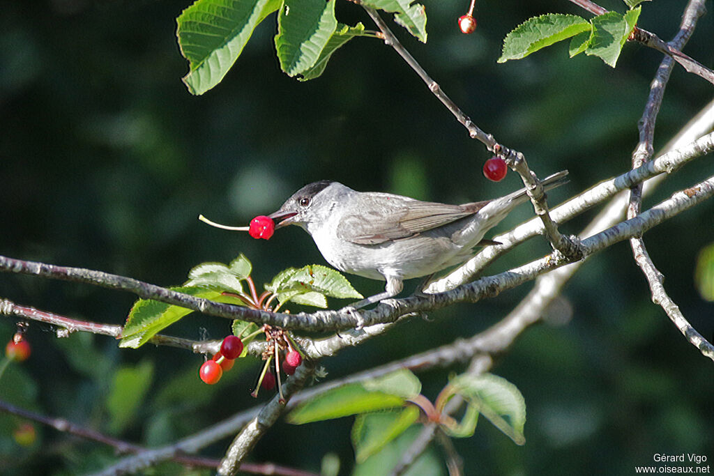 Eurasian Blackcap male adult