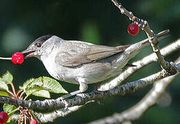 Eurasian Blackcap