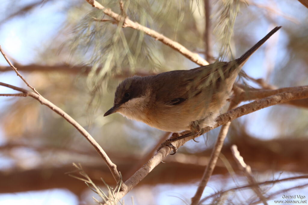 Lesser Whitethroatadult
