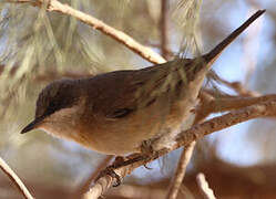 Lesser Whitethroat